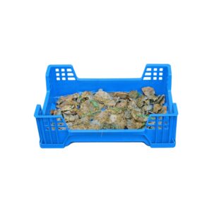 caja de cría de insectos